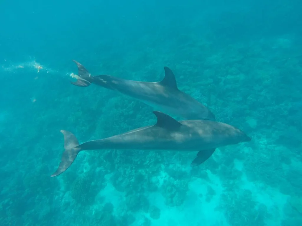 Dolphin House Eco Adventure