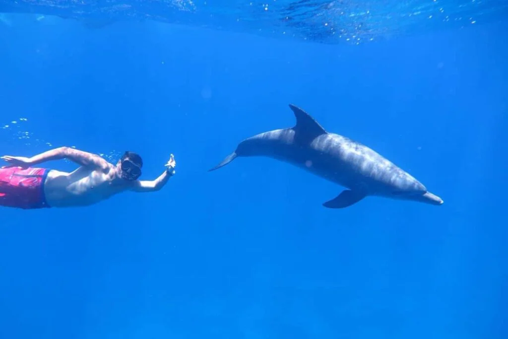 Dolphin House Eco Adventure