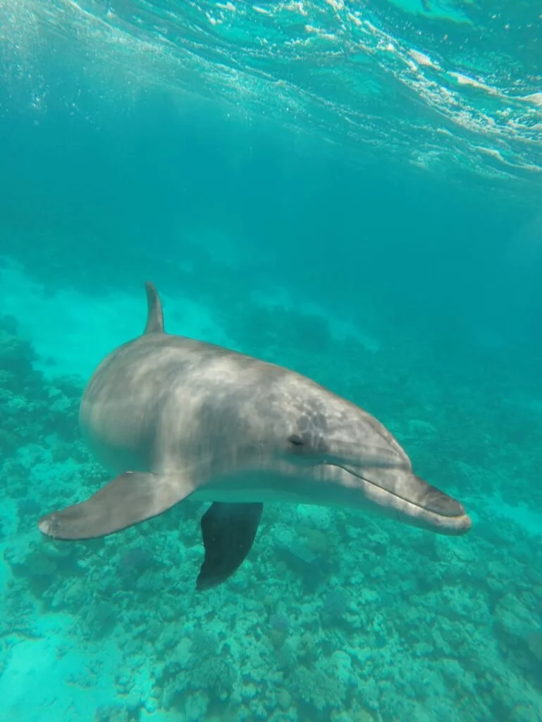 Dolphin House Swim with Wild Dolphins Red Sea