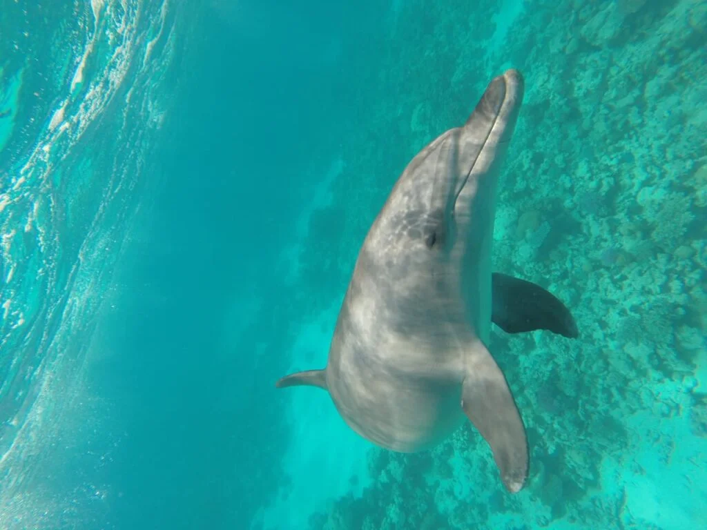 Dolphin House snorkeling experience Hurghada Red Sea